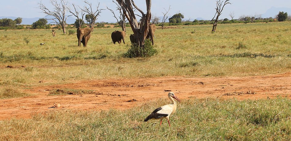 Kanderi Swamp, Tsavo Ost