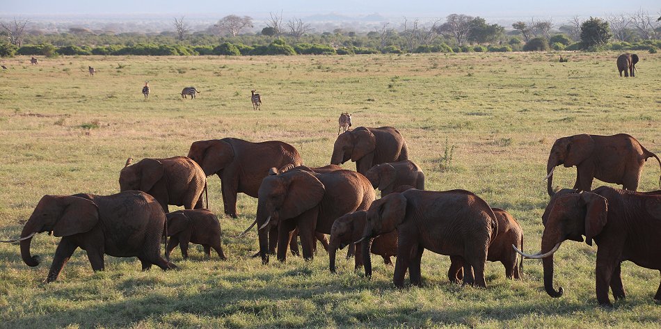 Kanderi Swamp, Tsavo Ost
