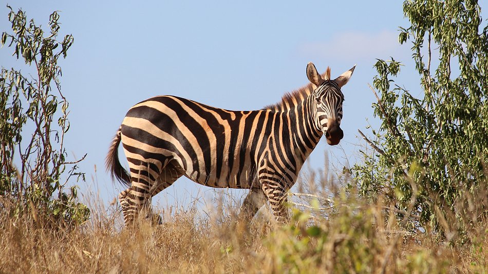 Kanderi Swamp, Tsavo Ost