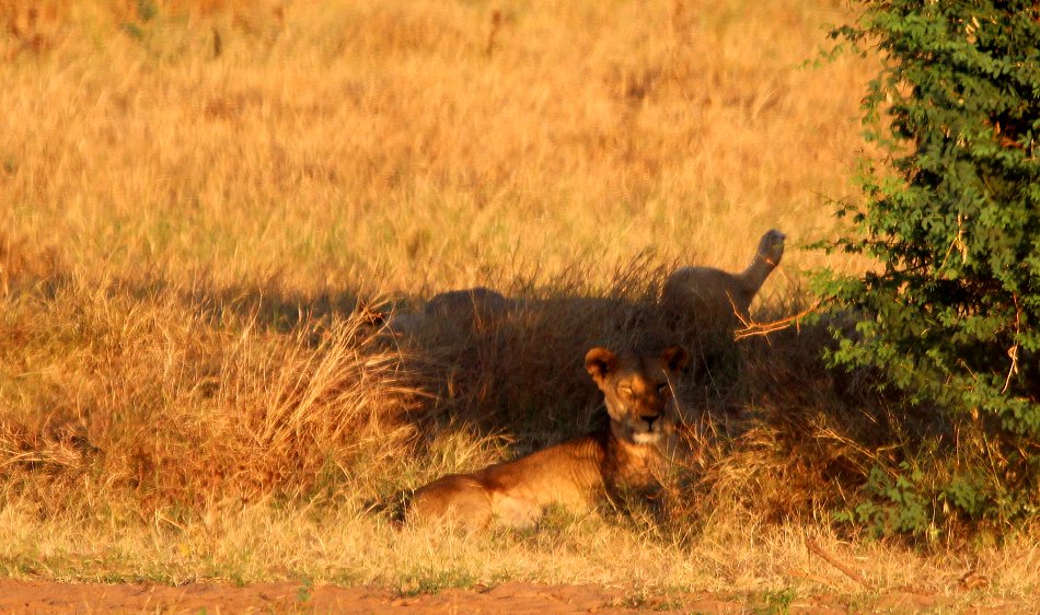Kanderi Swamp, Tsavo Ost