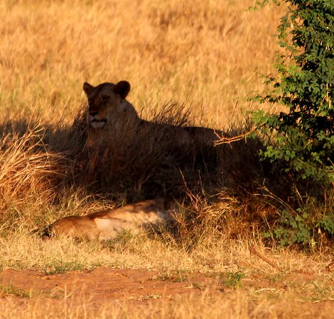 Kanderi Swamp, Tsavo Ost