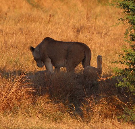 Kanderi Swamp, Tsavo Ost