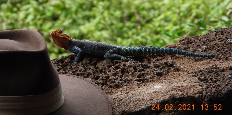 Kilanguni Lodge - Tsavo West