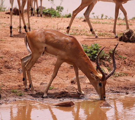 Kilanguni Lodge - Tsavo West