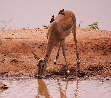 Kilanguni Lodge - Tsavo West