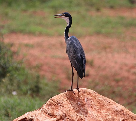 Kilanguni Lodge - Tsavo West