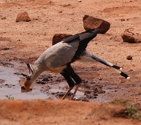 Kilanguni Lodge - Tsavo West