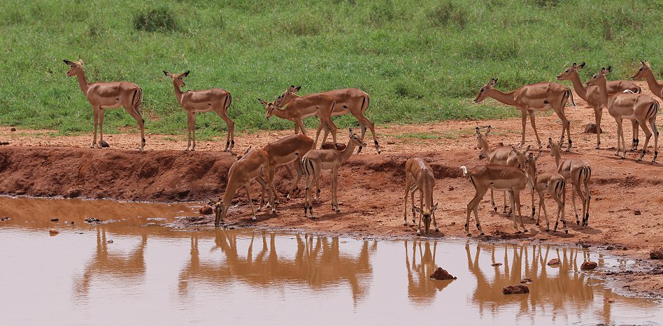 Kilanguni Lodge - Tsavo West