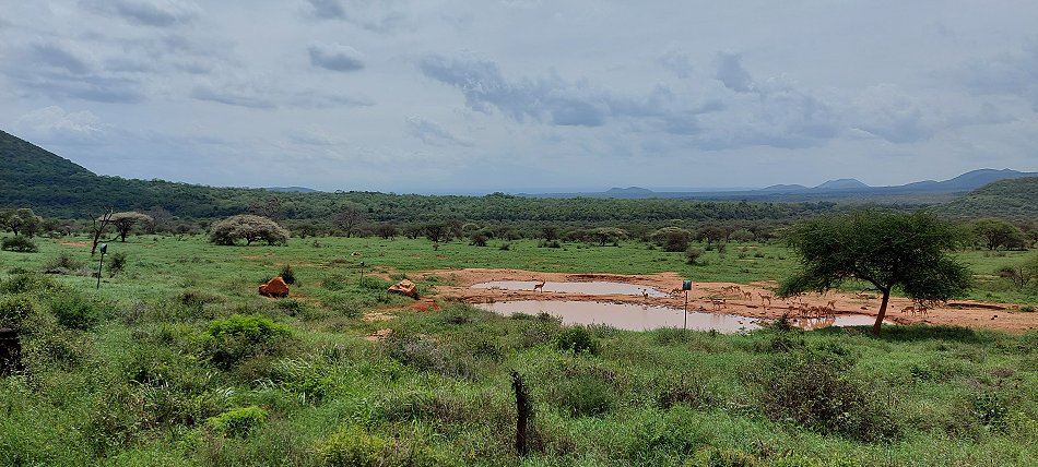 Just for a drink to Kilanguni Lodge - Tsavo West