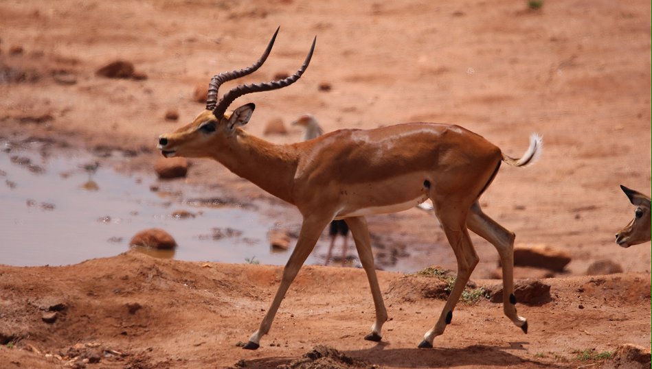 Kilanguni Lodge - Tsavo West