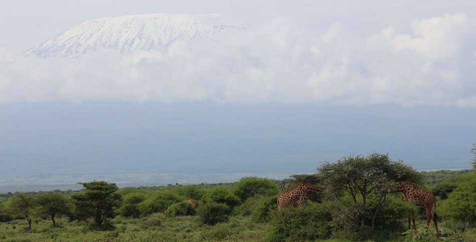 Kilimanjaro