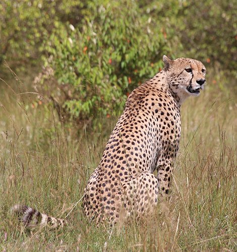 Tano Bora, fünf Geparden Männchen auf der Jagd