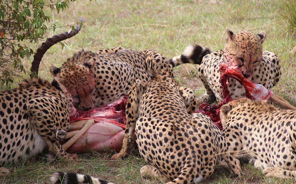 Tano Bora, fünf Geparden Männchen auf der Jagd