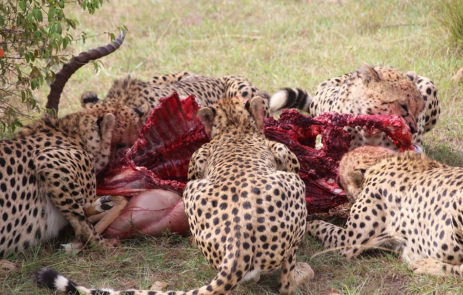 Tano Bora, fünf Geparden Männchen auf der Jagd