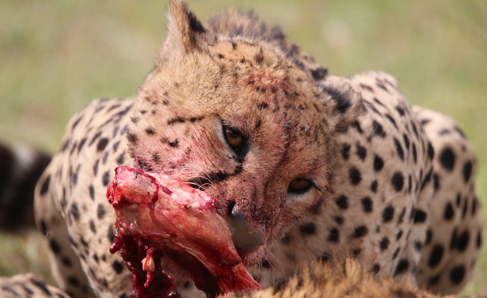 Tano Bora, fünf Geparden Männchen auf der Jagd