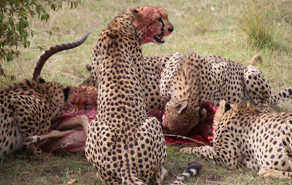 Tano Bora, fünf Geparden Männchen auf der Jagd