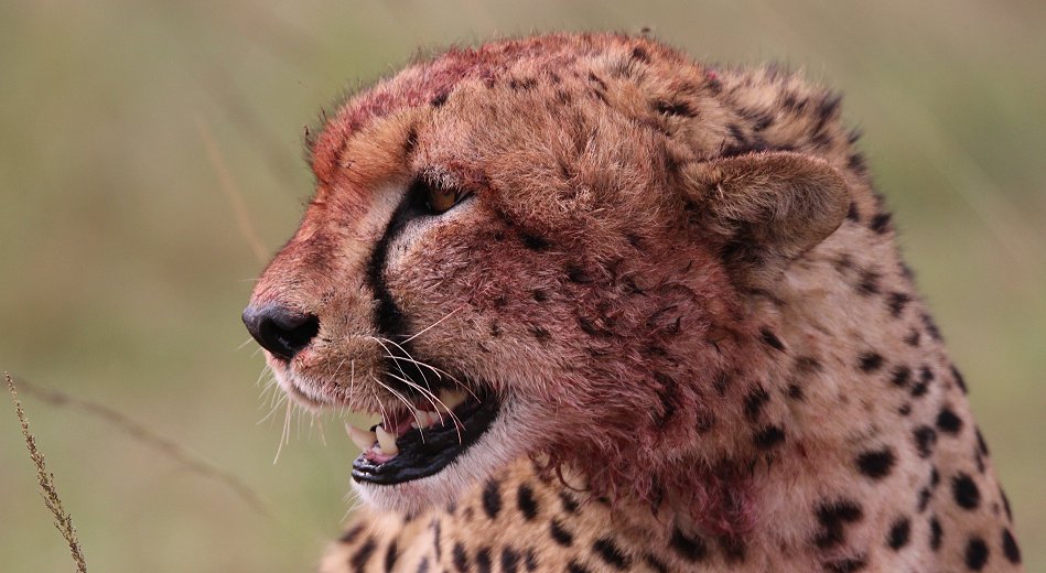 Tano Bora, fünf Geparden Männchen auf der Jagd