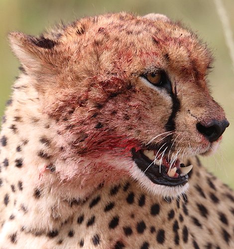 Tano Bora, fünf Geparden Männchen auf der Jagd