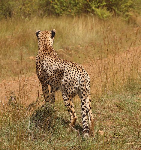 Tano Bora, fünf Geparden Männchen auf der Jagd