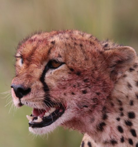 Tano Bora, fünf Geparden Männchen auf der Jagd