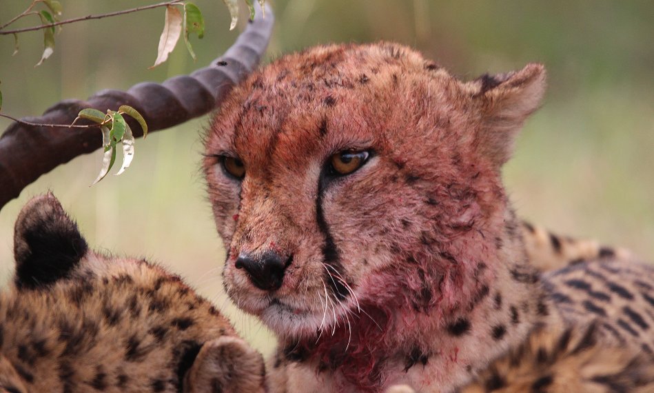 Tano Bora, fünf Geparden Männchen auf der Jagd