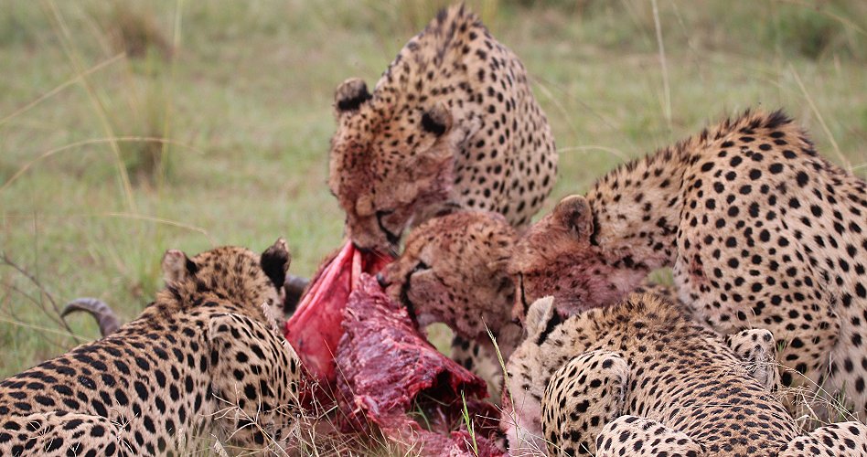 Tano Bora, fünf Geparden Männchen auf der Jagd