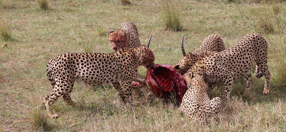 Tano Bora, fünf Geparden Männchen auf der Jagd
