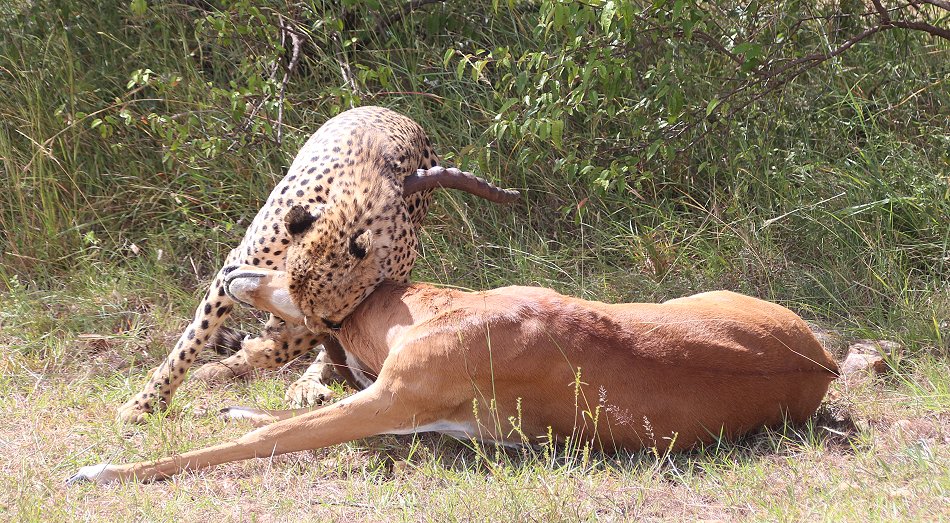 Tano Bora, fünf Geparden Männchen auf der Jagd