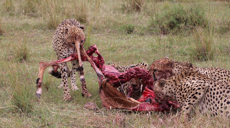 Tano Bora, fünf Geparden Männchen auf der Jagd