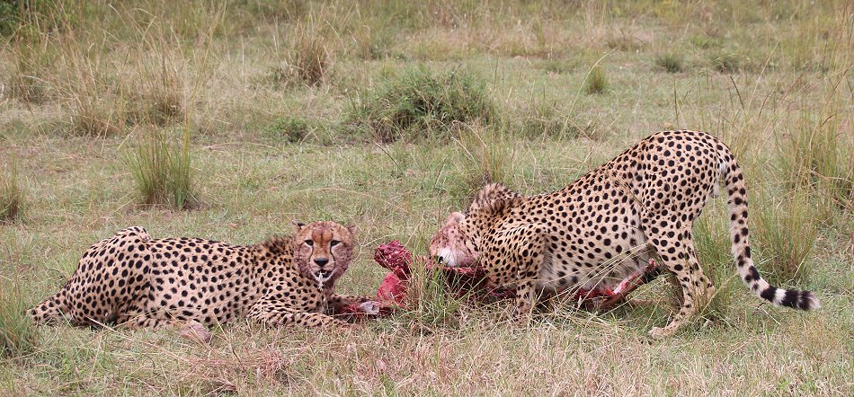 Tano Bora, fünf Geparden Männchen auf der Jagd