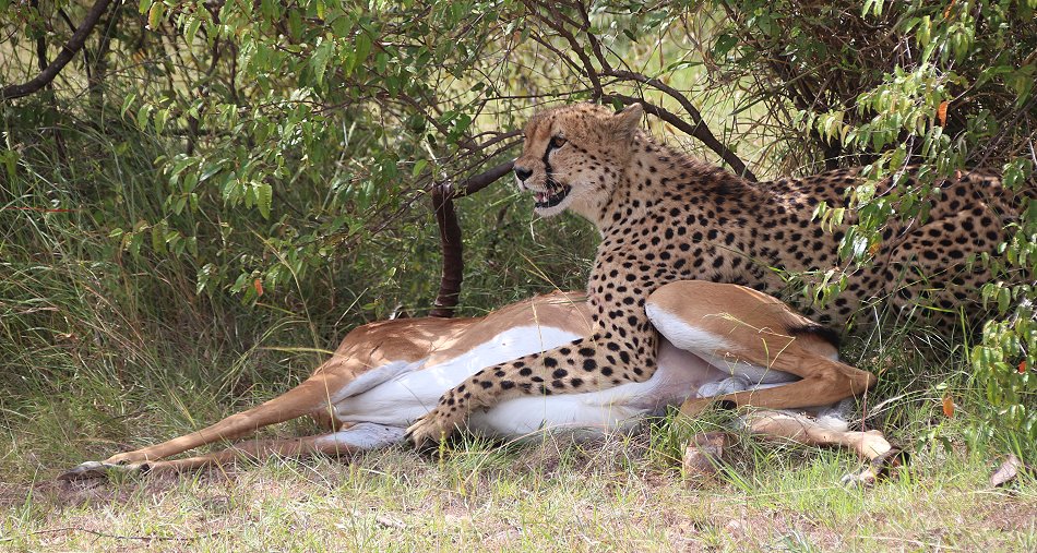 Tano Bora, fünf Geparden Männchen auf der Jagd