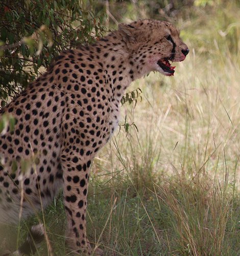 Tano Bora, fünf Geparden Männchen auf der Jagd