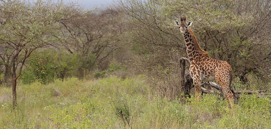 Kitani Bandas - Tsavo West National Park