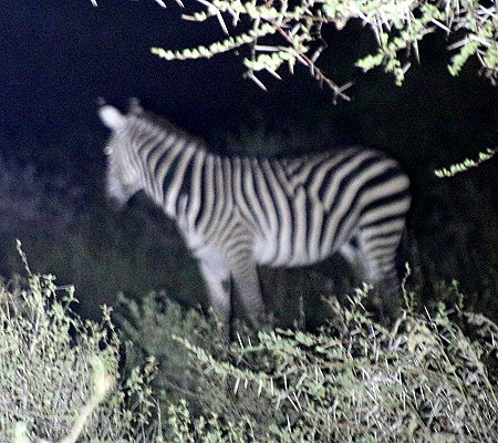 Kitani Bandas - Tsavo West National Park