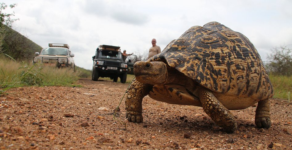 Leopardschildkröten