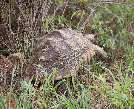 Leopardschildkröten