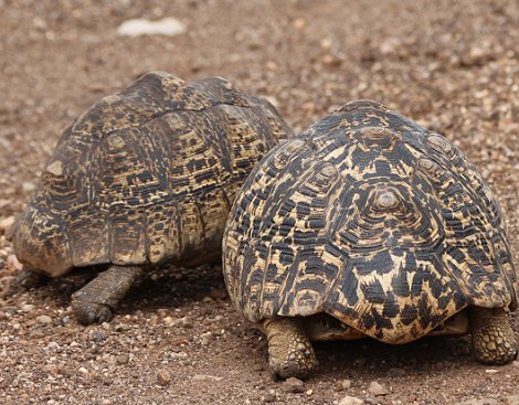 Leopardschildkröten