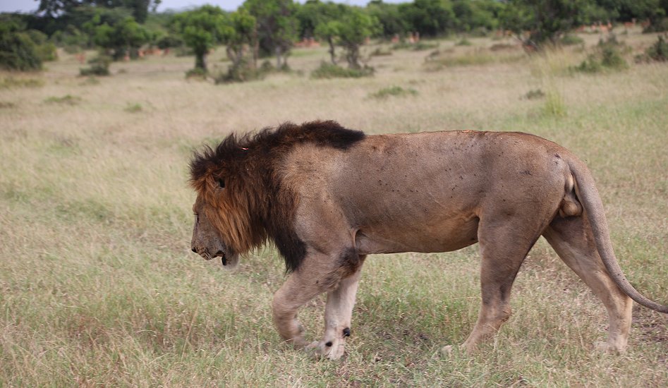 Löwen Masai Mara