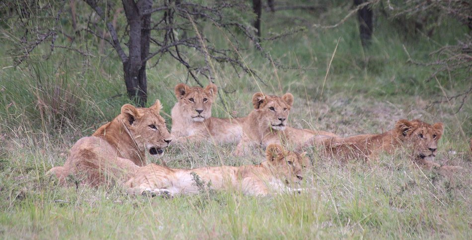 Löwen in der Masai Mara