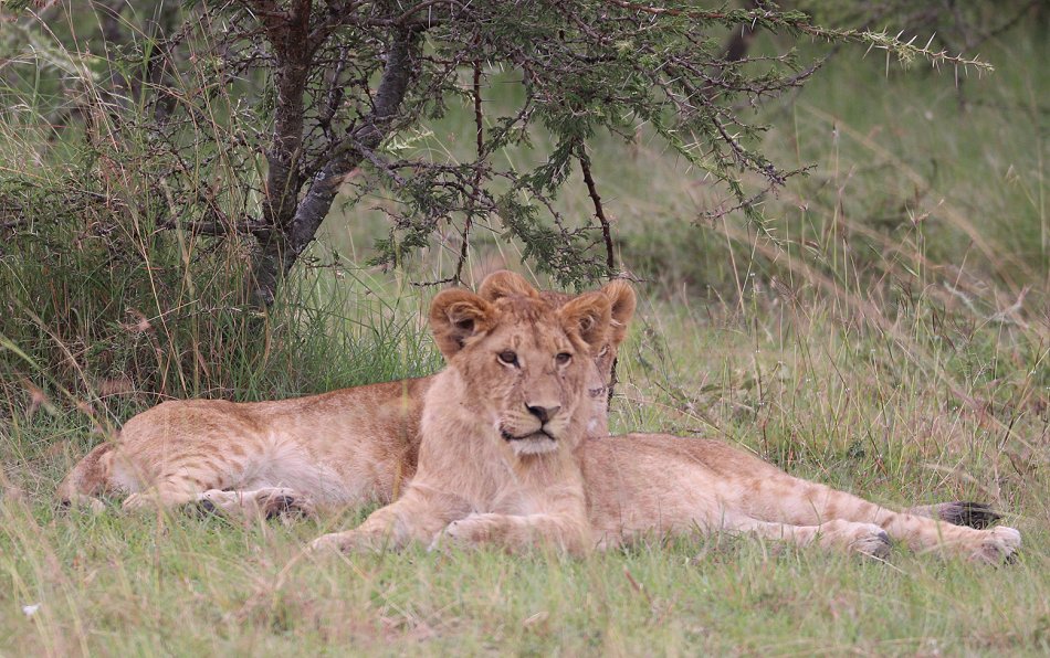 Löwen in der Masai Mara