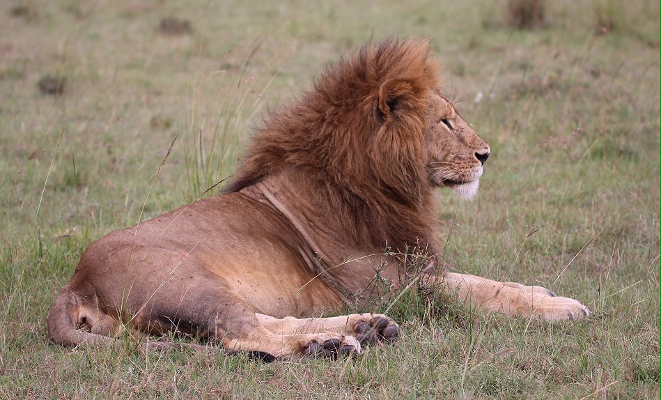 Löwen in der Masai Mara