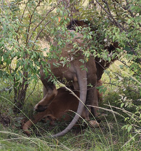 Löwen, Fig Tree Rudel