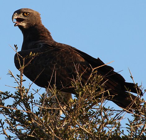 Schlangenadler, Lumo Wildlife Conservancy