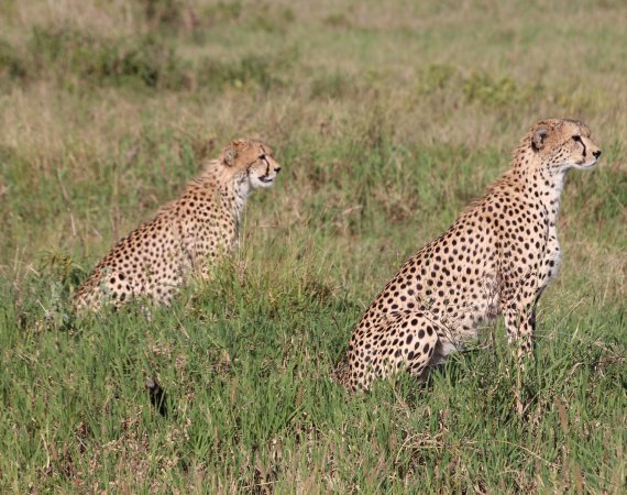 Lumo - Geparden