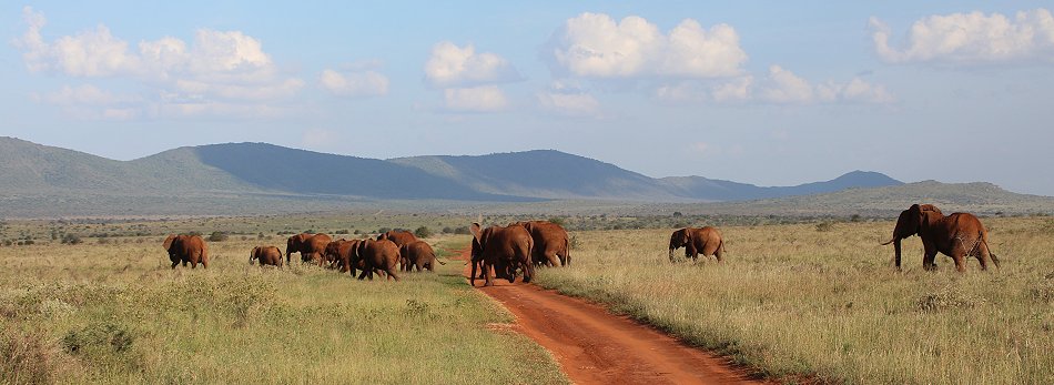 Lumo Conservancy Elefanten