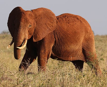 Lumo Conservancy Elefanten