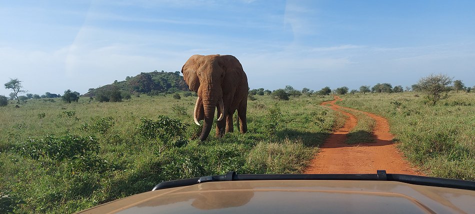 Elefant - Lumo Conservancy