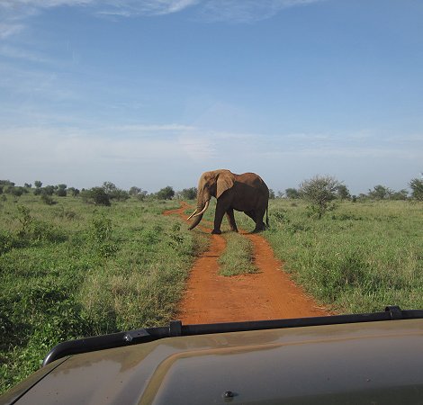Elefant - Lumo Conservancy