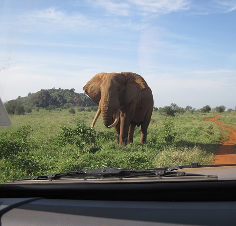 Elefant - Lumo Conservancy