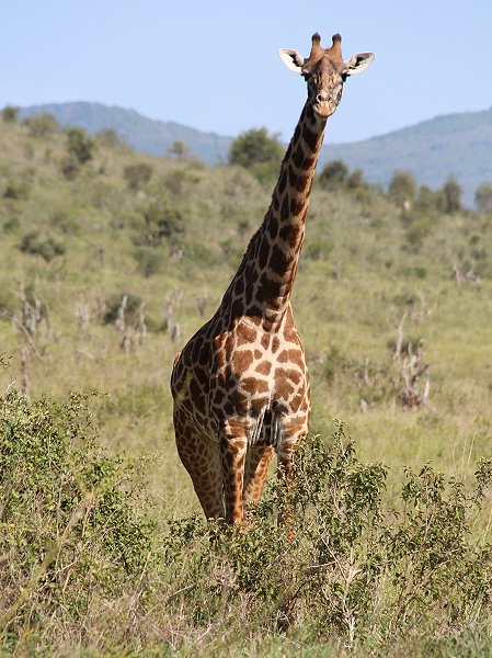 Lumo Wildlife Conservancy, Giraffe